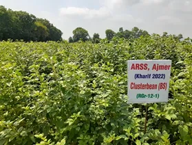 Seed Production Programme of Clusterbean