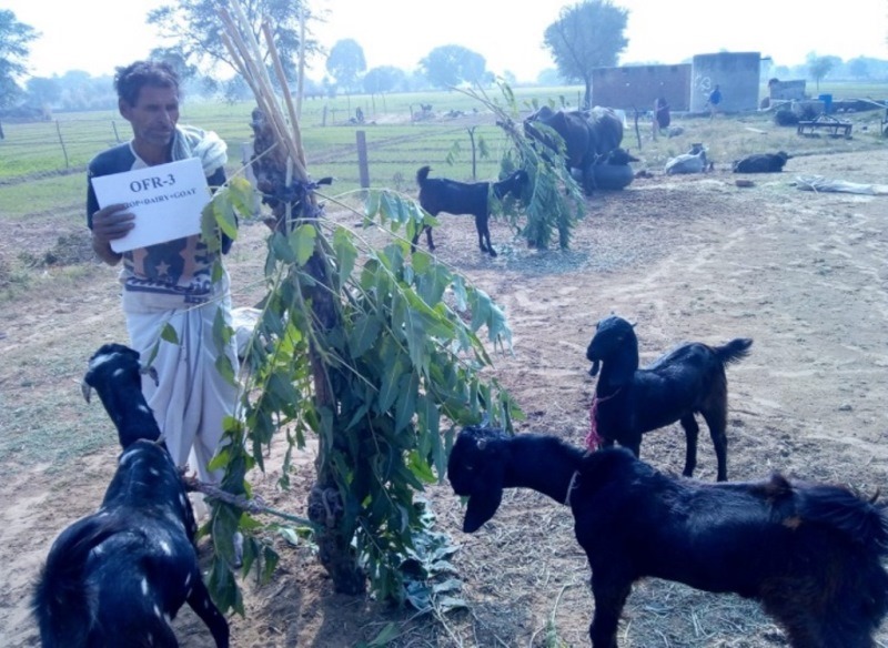 Guava and Papaya Intercropping