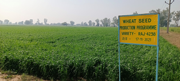 Seed production of Indian Mustard