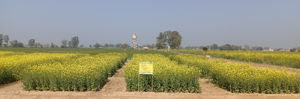 Seed production of wheat