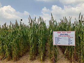 AICRP Trial on Pearlmillet