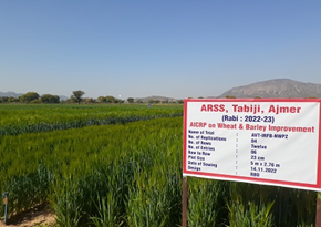 AICRP Trial on Wheat